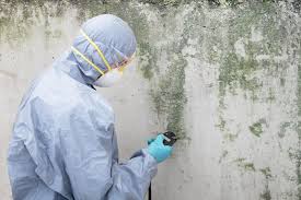 Trusted Shelley, ID Mold Inspection Experts